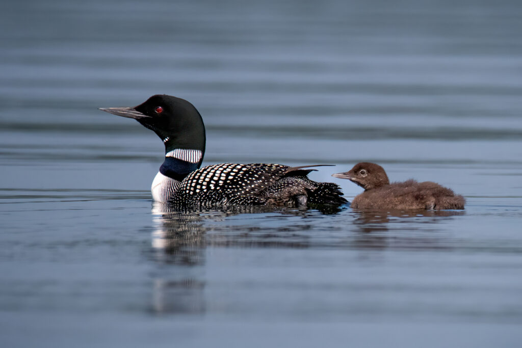 injection molding minnesota — Common loon